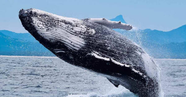 Криптокит прогорел на продаже Ethereum, Optimism и Arbitrum Криптокит прогорел на продаже Ethereum, Optimism и Arbitrum