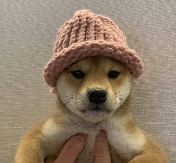 Команда Dogwifhat на Vegas Sphere с&nbsp;вероятностью 90% будет реализовывать план