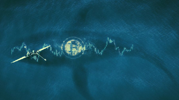 Секрет крупных инвесторов: как криптокиты сохраняют свою анонимность Секрет крупных инвесторов: как криптокиты сохраняют свою анонимность